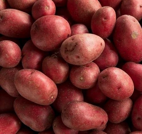 A Grade Fresh Red Potato
